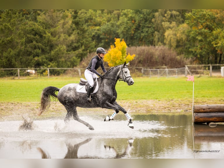 Trakehner Castrone 5 Anni 168 cm Grigio in Heidekrug