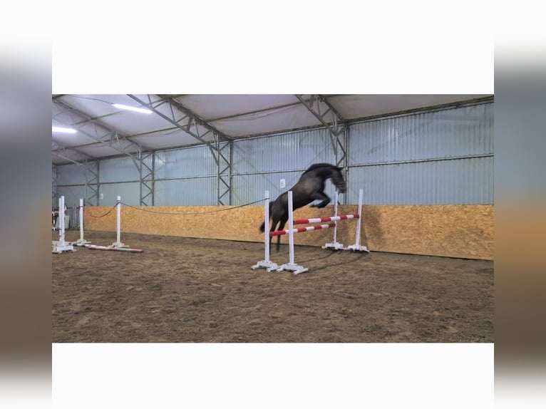 Trakehner Castrone 5 Anni 168 cm Morello in Olsztyn