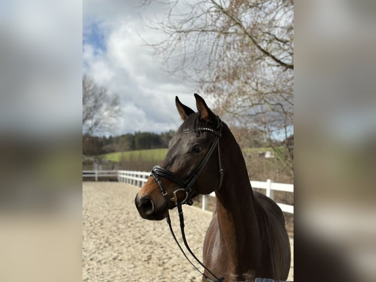 Trakehner Castrone 5 Anni 169 cm Baio in Loiching