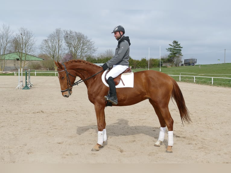 Trakehner Castrone 5 Anni 169 cm Sauro in Ganschow