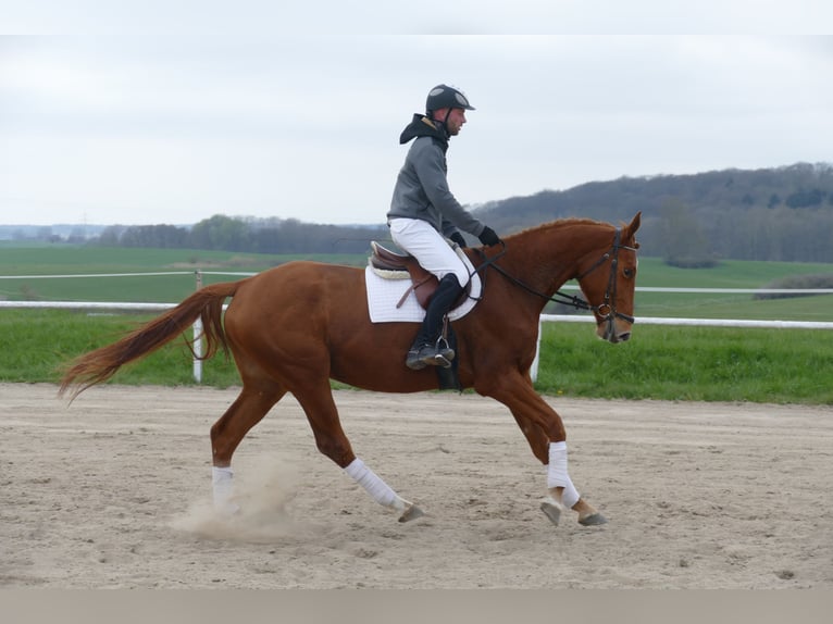 Trakehner Castrone 5 Anni 169 cm Sauro in Ganschow