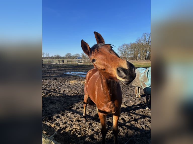 Trakehner Castrone 5 Anni 170 cm Baio in Hankensbüttel