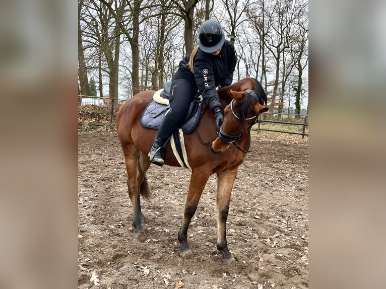 Trakehner Castrone 5 Anni 170 cm Baio in Hankensbüttel