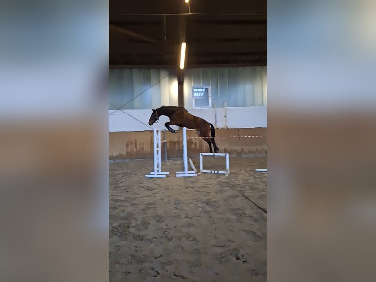 Trakehner Castrone 5 Anni 170 cm Baio in Lübeck
