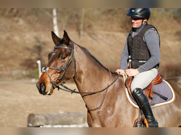 Trakehner Castrone 5 Anni 170 cm Baio in Lübeck