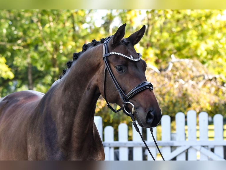 Trakehner Castrone 5 Anni 170 cm Baio scuro in Freienwill