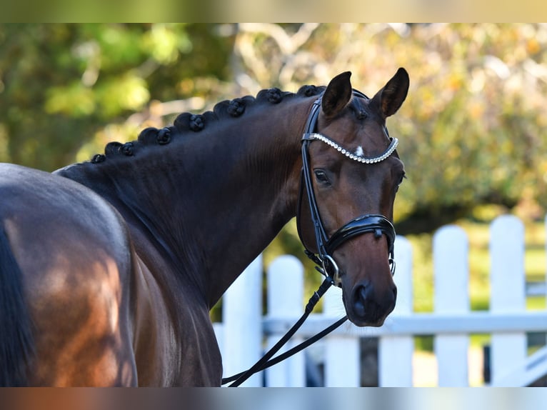 Trakehner Castrone 5 Anni 170 cm Baio scuro in Freienwill