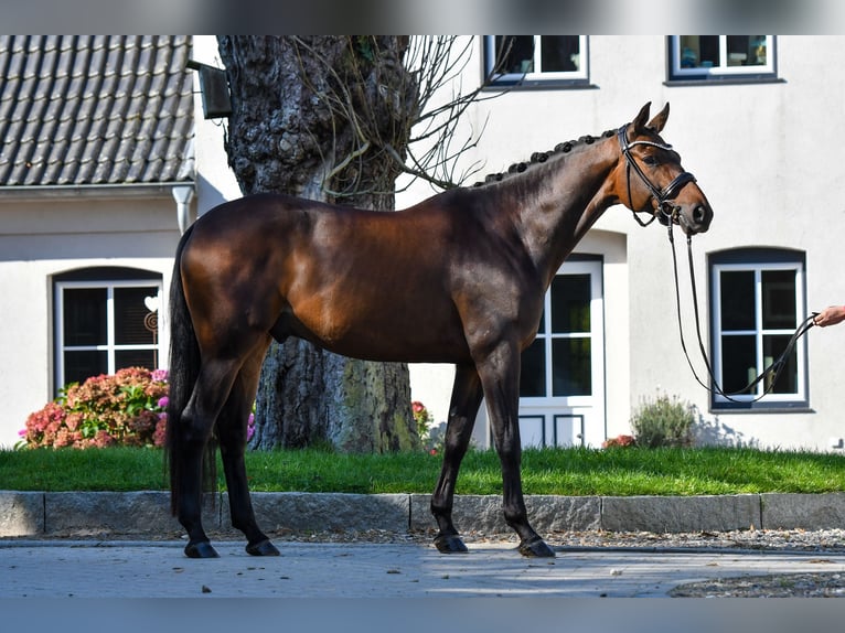 Trakehner Castrone 5 Anni 170 cm Baio scuro in Freienwill