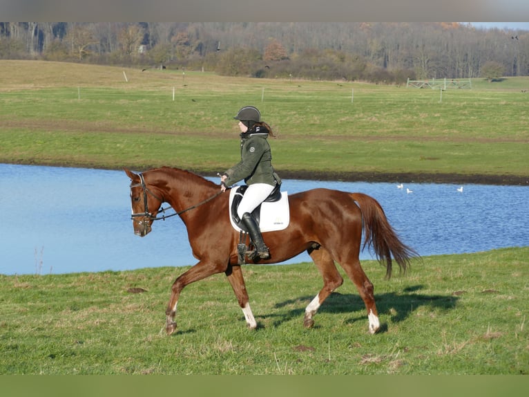Trakehner Castrone 5 Anni 172 cm Sauro scuro in Ganschow