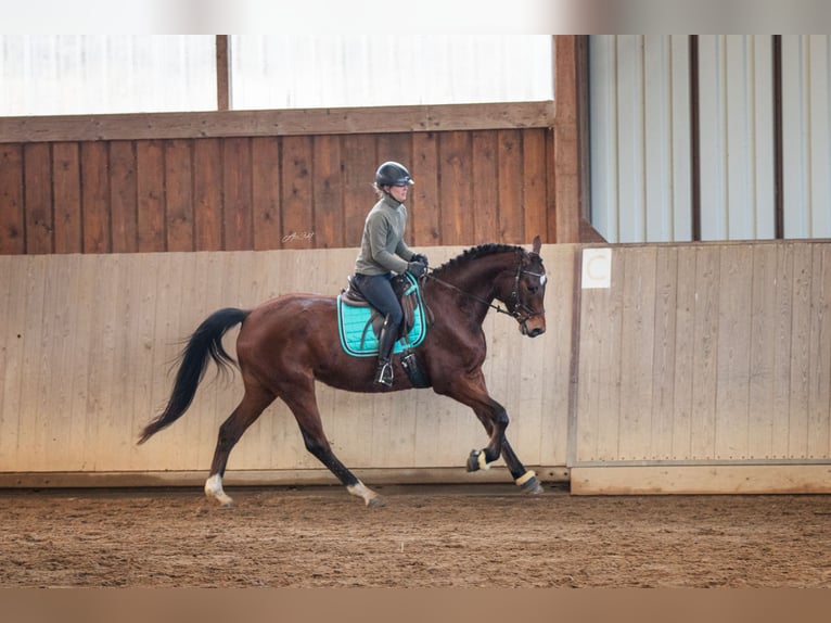 Trakehner Castrone 5 Anni 173 cm Baio in Gladenbach