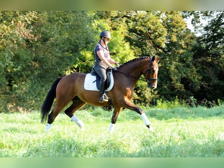 Trakehner Castrone 5 Anni 173 cm Baio scuro in Emmerthal