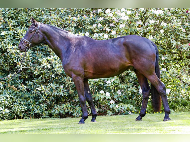 Trakehner Castrone 5 Anni 174 cm Morello in Bomlitz