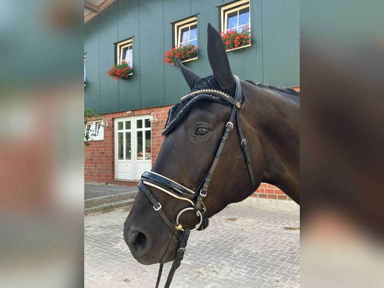 Trakehner Castrone 5 Anni 174 cm Morello in Bomlitz