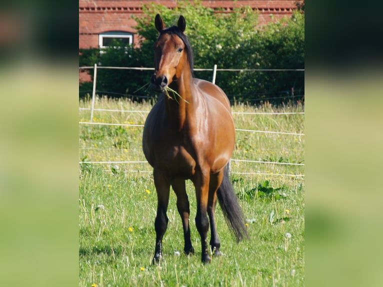 Trakehner Castrone 5 Anni Baio in Klein Wittensee