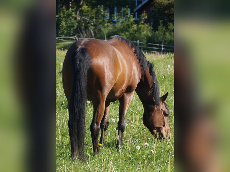 Trakehner Castrone 5 Anni Baio in Klein Wittensee