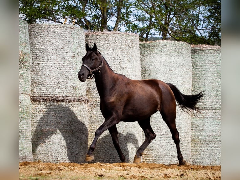 Trakehner Castrone 5 Anni Baio nero in Feldbach