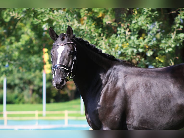 Trakehner Castrone 6 Anni 162 cm Morello in Darmstadt