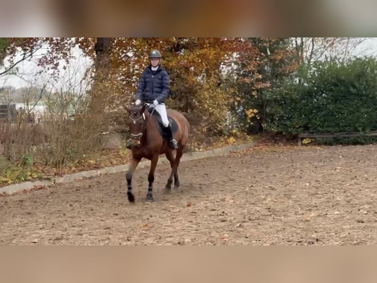 Trakehner Castrone 6 Anni 163 cm Baio in Bönebüttel