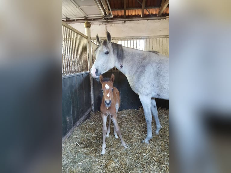 Trakehner Castrone 6 Anni 164 cm Baio in Celle