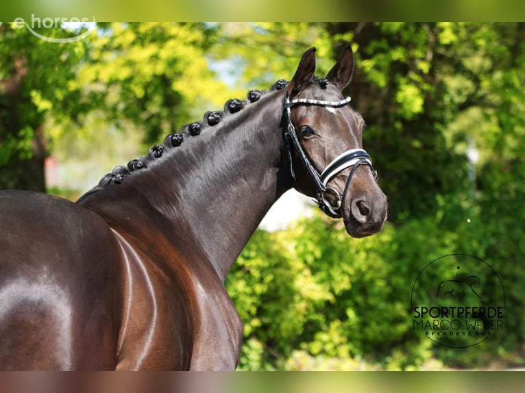 Trakehner Castrone 6 Anni 164 cm Morello in Ennigerloh