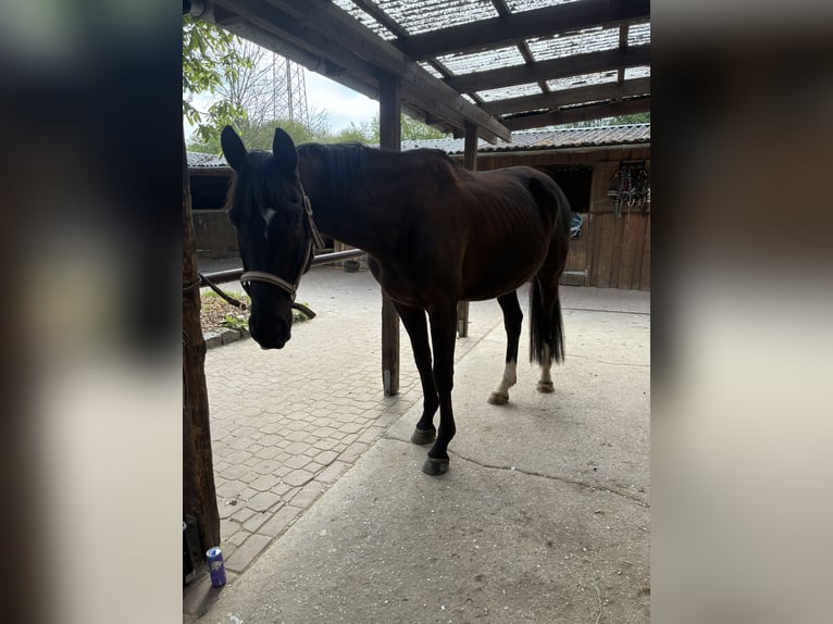 Trakehner Mix Castrone 6 Anni 164 cm Morello in Hannover