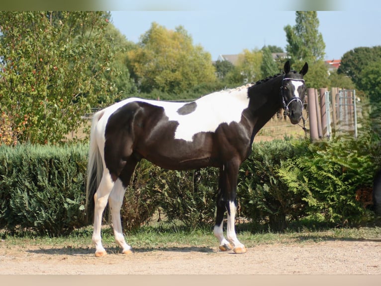 Trakehner Castrone 6 Anni 164 cm Pezzato in Warendorf