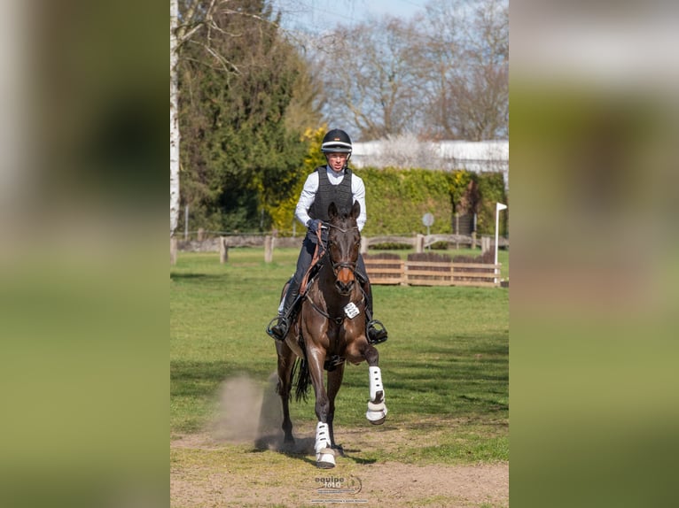 Trakehner Castrone 6 Anni 165 cm Baio scuro in Aichach