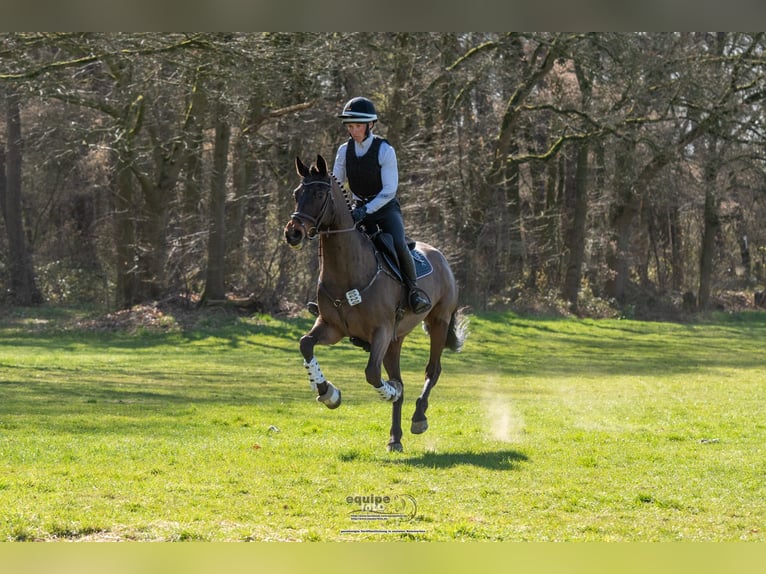 Trakehner Castrone 6 Anni 165 cm Baio scuro in Aichach