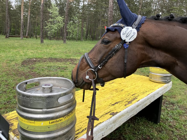 Trakehner Castrone 6 Anni 166 cm Baio scuro in Warendorf