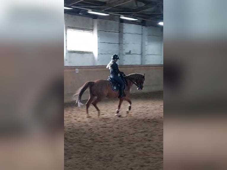 Trakehner Castrone 6 Anni 166 cm Sauro in Neuenhagen bei Berlin