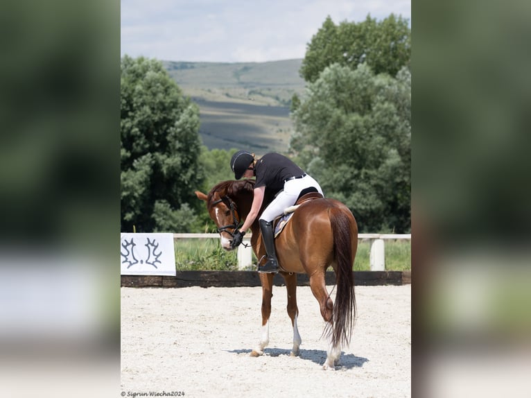 Trakehner Castrone 6 Anni 166 cm Sauro scuro in &#1054;&#1087;&#1080;&#1094;&#1074;&#1077;&#1090; / Opicvet