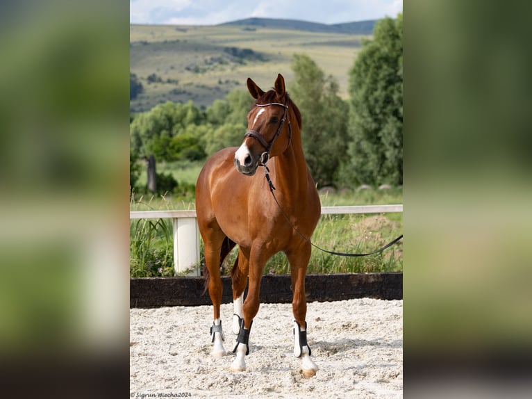 Trakehner Castrone 6 Anni 166 cm Sauro scuro in &#1054;&#1087;&#1080;&#1094;&#1074;&#1077;&#1090; / Opicvet