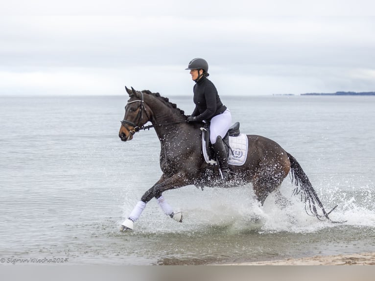 Trakehner Castrone 6 Anni 167 cm Baio in Neumünster