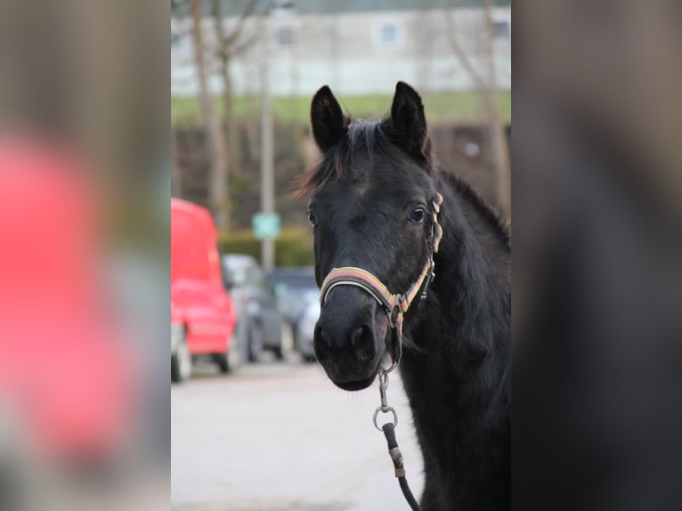 Trakehner Castrone 6 Anni 167 cm Baio nero in Sprockhövel
