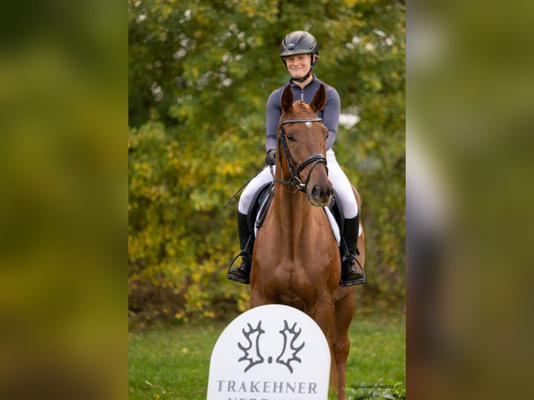 Trakehner Castrone 6 Anni 167 cm Sauro scuro in Heidekrug