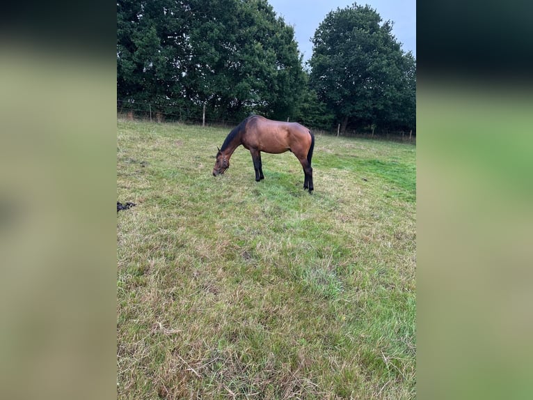 Trakehner Castrone 6 Anni 170 cm Baio scuro in Flensburg