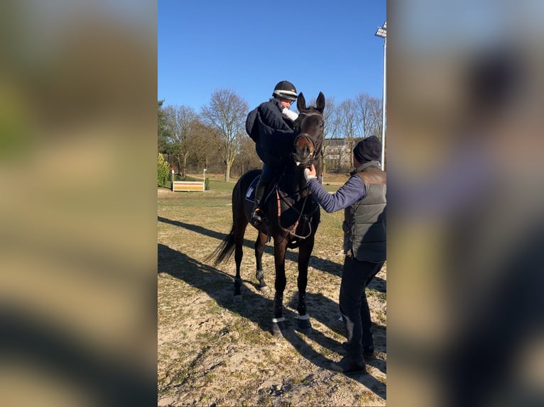Trakehner Castrone 6 Anni 171 cm Baio scuro in Warendorf