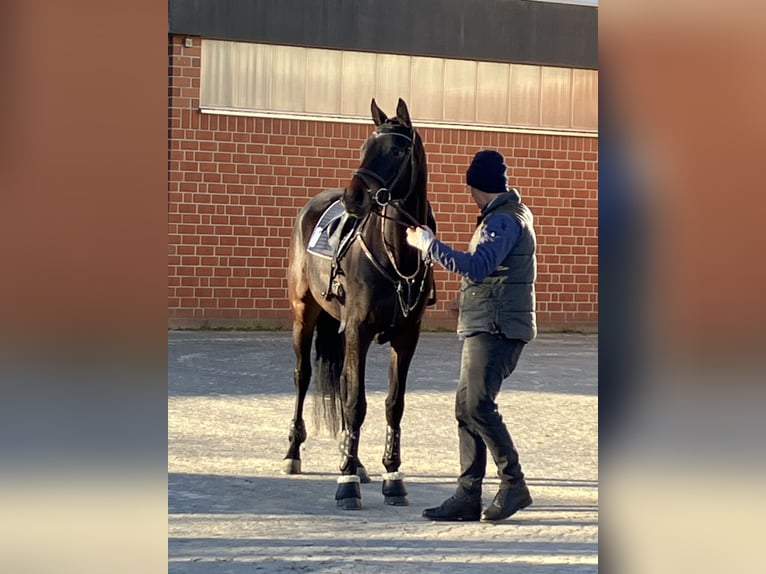 Trakehner Castrone 6 Anni 171 cm Baio scuro in Warendorf