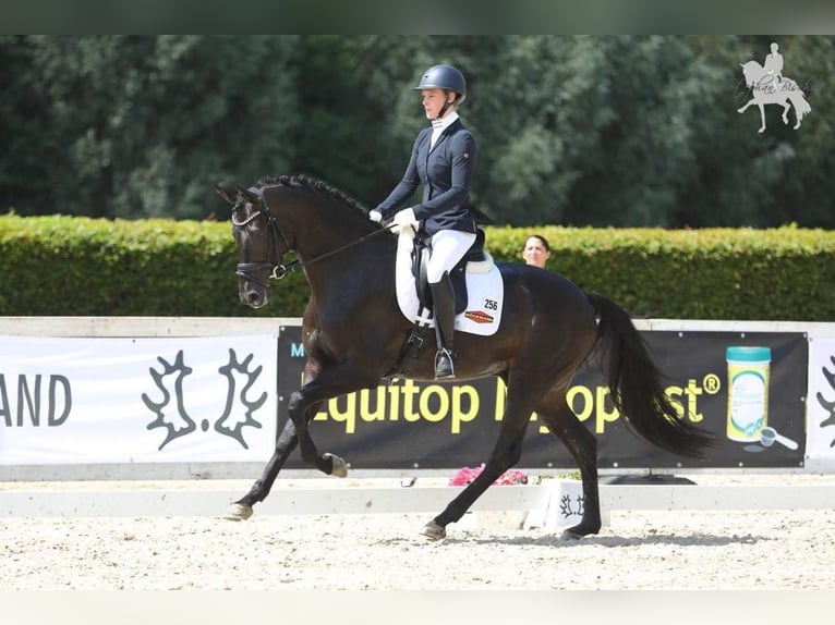 Trakehner Castrone 6 Anni 172 cm Baio nero in Berge