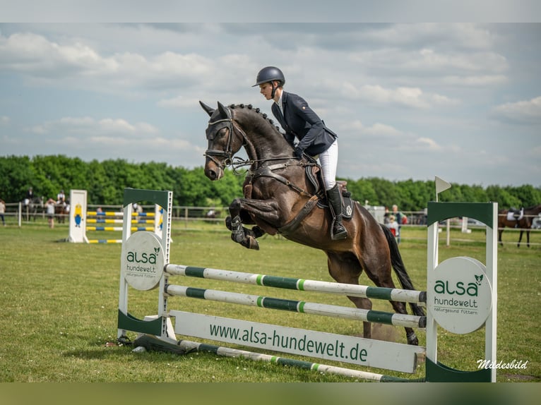 Trakehner Castrone 6 Anni 172 cm Baio nero in Berge