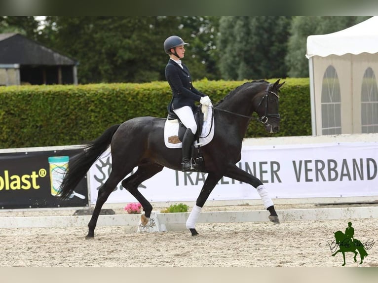 Trakehner Castrone 6 Anni 172 cm Baio nero in Berge