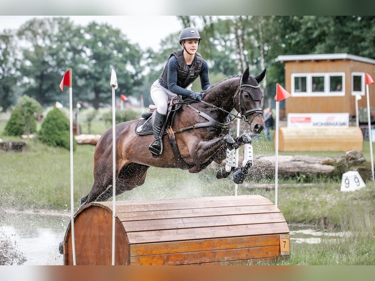 Trakehner Castrone 6 Anni 172 cm Baio nero in Berge