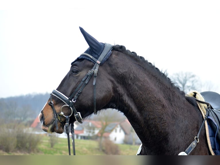 Trakehner Castrone 6 Anni 173 cm Baio nero in Uslar