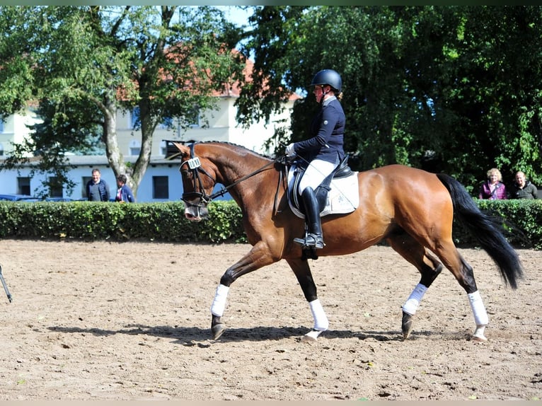 Trakehner Castrone 6 Anni 173 cm Baio scuro in Emmerthal