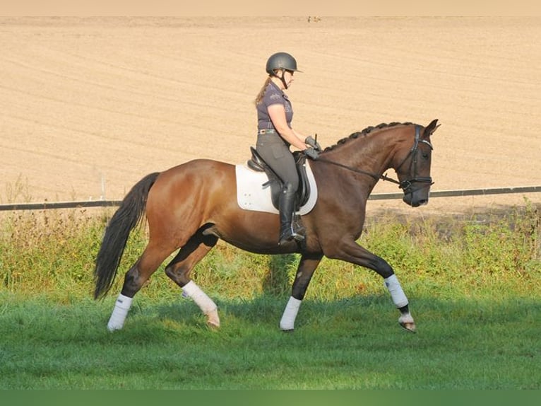 Trakehner Castrone 6 Anni 173 cm Baio scuro in Emmerthal