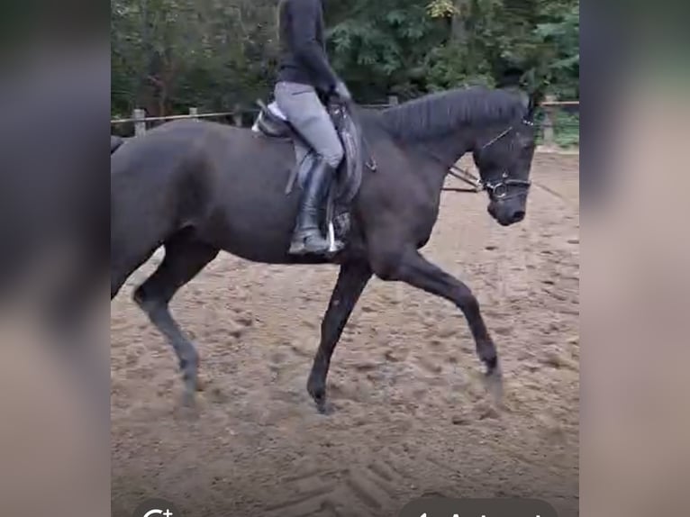 Trakehner Castrone 6 Anni 175 cm Morello in Celle