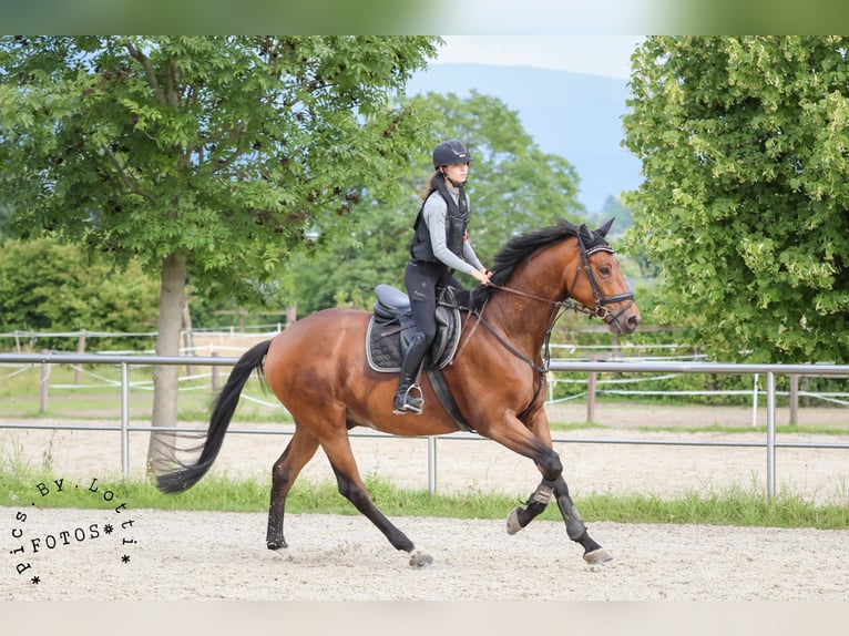 Trakehner Castrone 6 Anni 176 cm Baio in Laubach