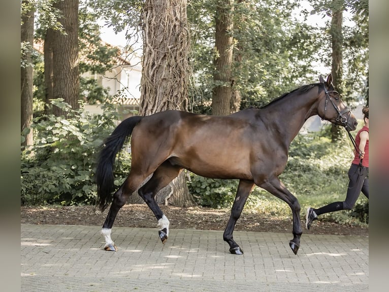 Trakehner Castrone 6 Anni 178 cm Baio in Freren