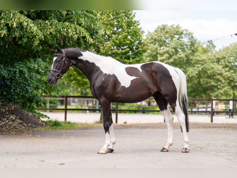 Trakehner Castrone 6 Anni  in GROTE-BROGEL