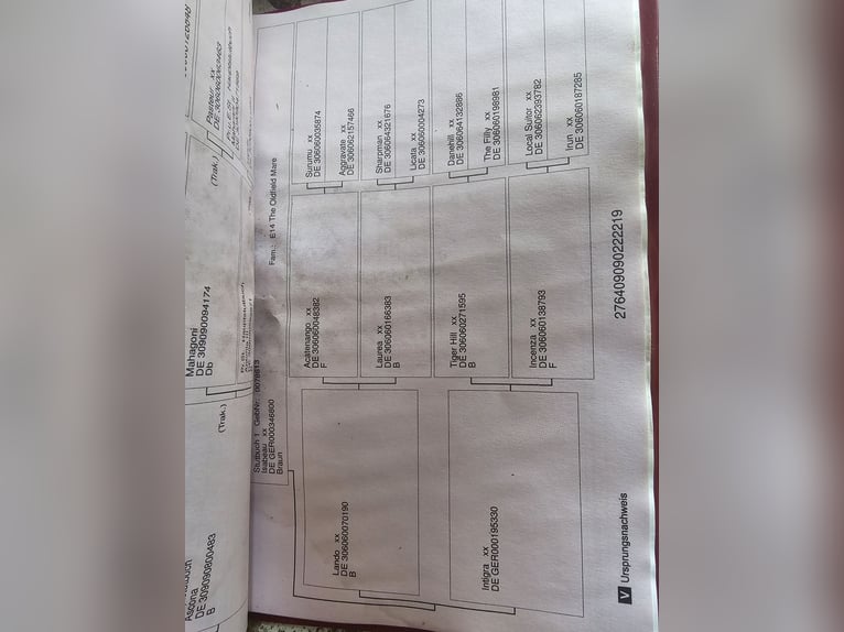 Trakehner Castrone 7 Anni 163 cm  in Ottenhofen